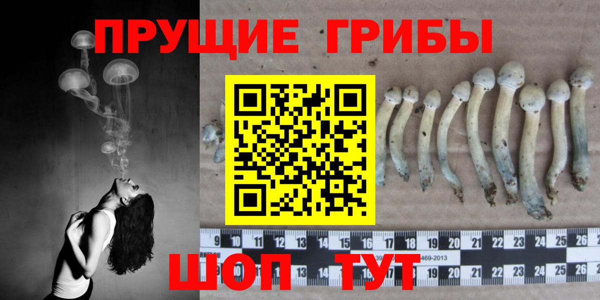 Богданович  Галлюциногенные грибы Cubensis  Вход с VPN 
